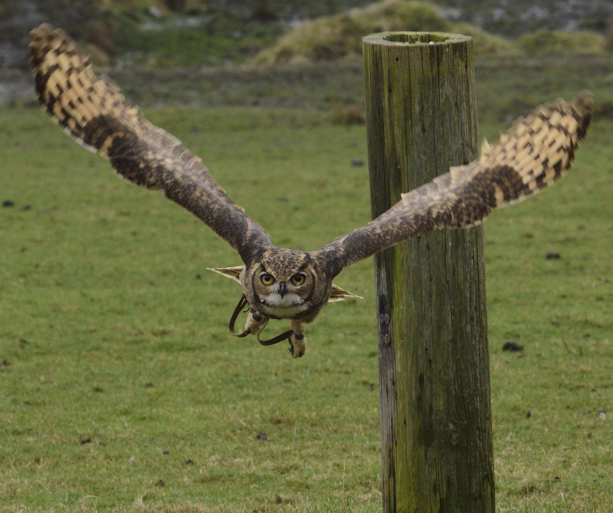 Nikon D3300 + Sigma 150-600mm F5-6.3 DG OS HSM | C sample photo. Eagle owl in flight photography