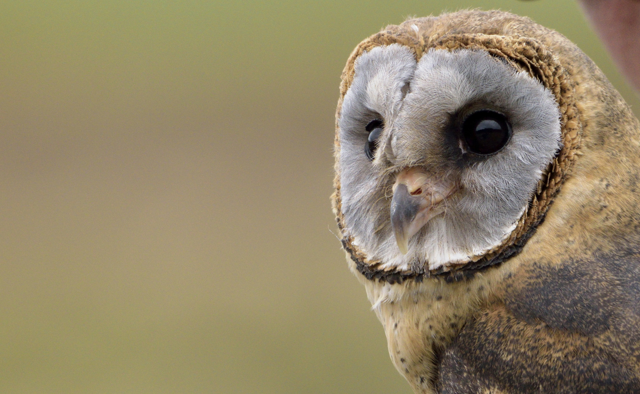 Nikon D3300 + Sigma 150-600mm F5-6.3 DG OS HSM | C sample photo. Ashy-faced owl photography