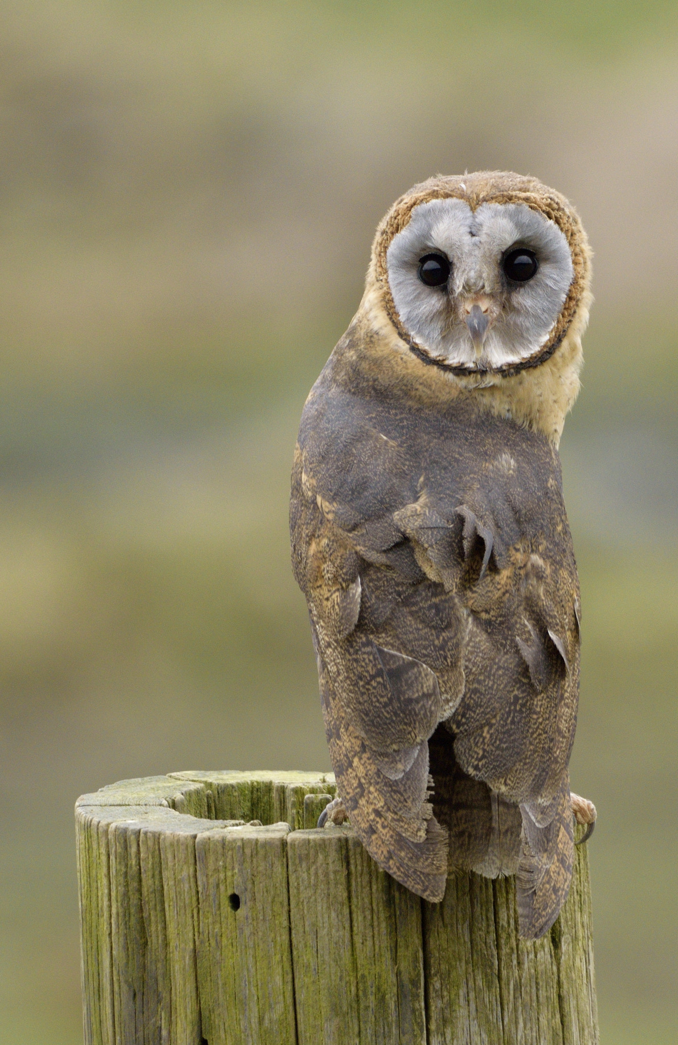 Nikon D3300 + Sigma 150-600mm F5-6.3 DG OS HSM | C sample photo. Ashy-faced owl photography