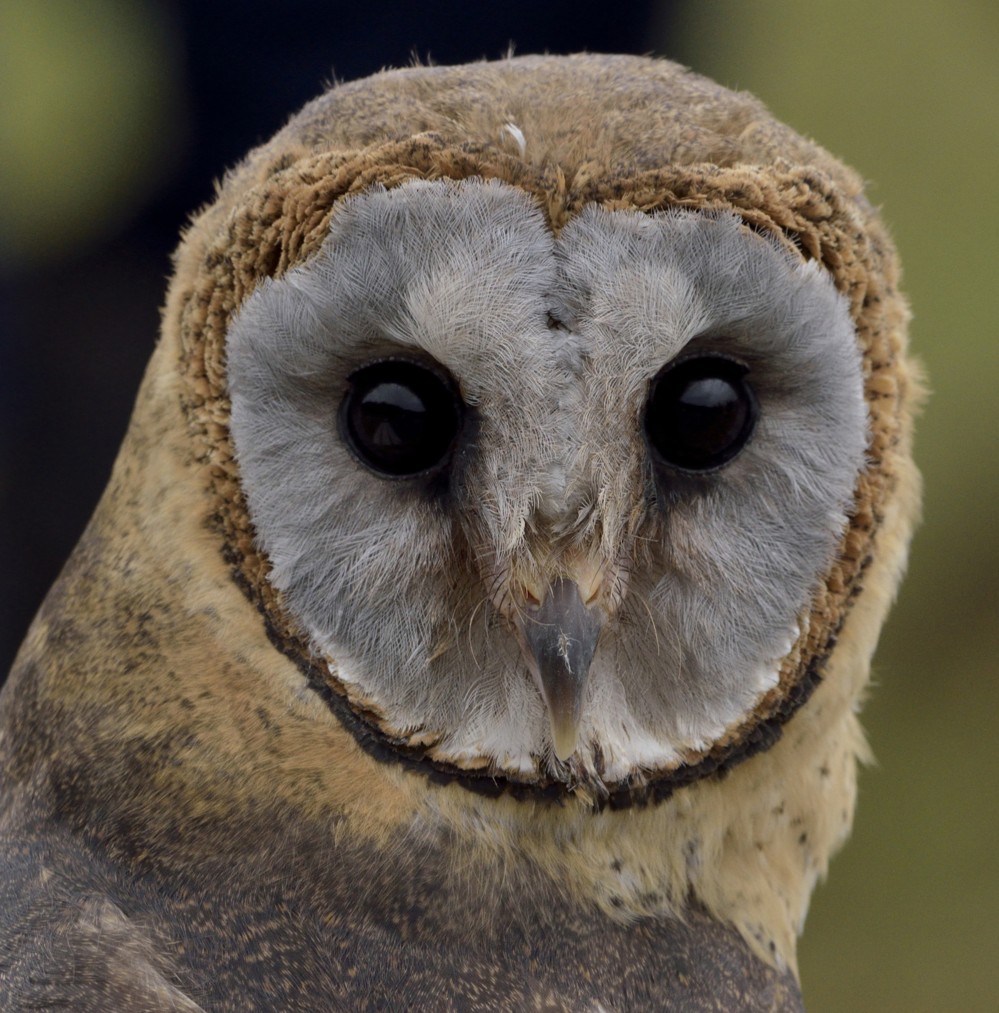 Nikon D3300 + Sigma 150-600mm F5-6.3 DG OS HSM | C sample photo. Ashy-faced owl photography