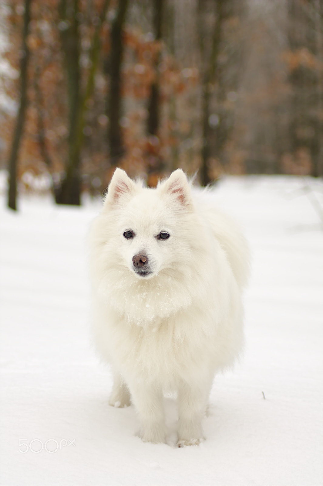 Canon EOS 1100D (EOS Rebel T3 / EOS Kiss X50) sample photo. Winter portrait photography