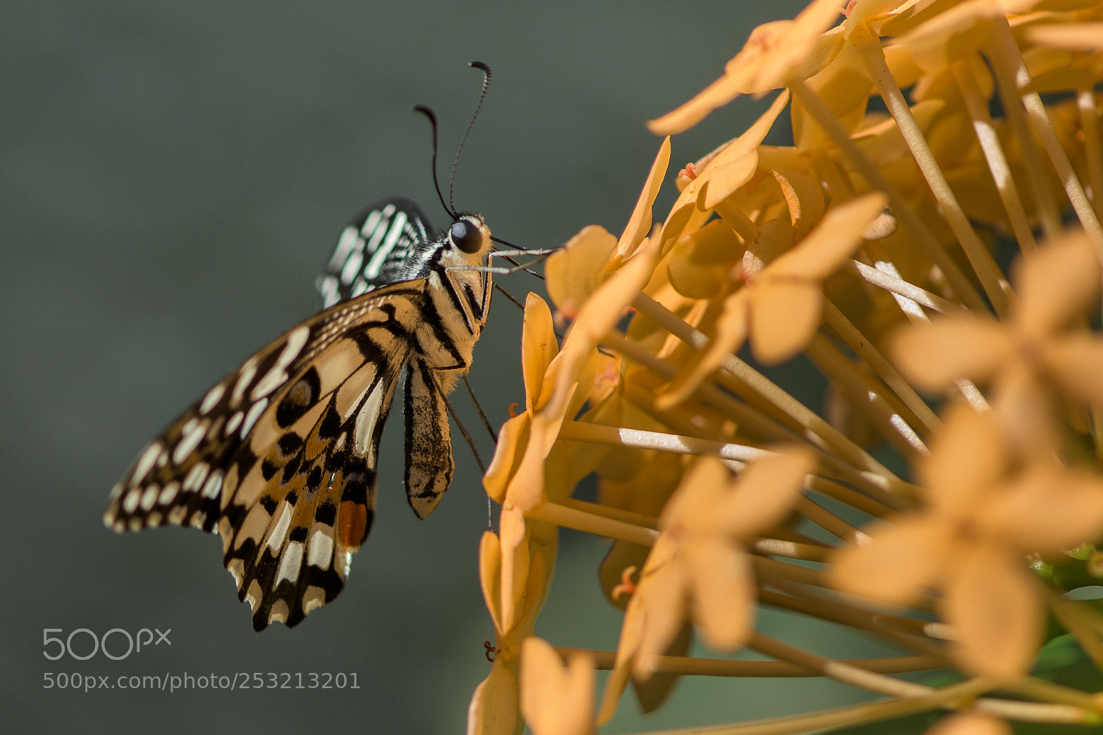 Nikon D810 sample photo. Tiny, mini photography