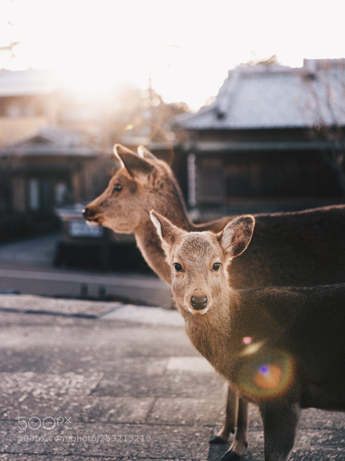 Canon EOS 80D sample photo. Nara, japan photography