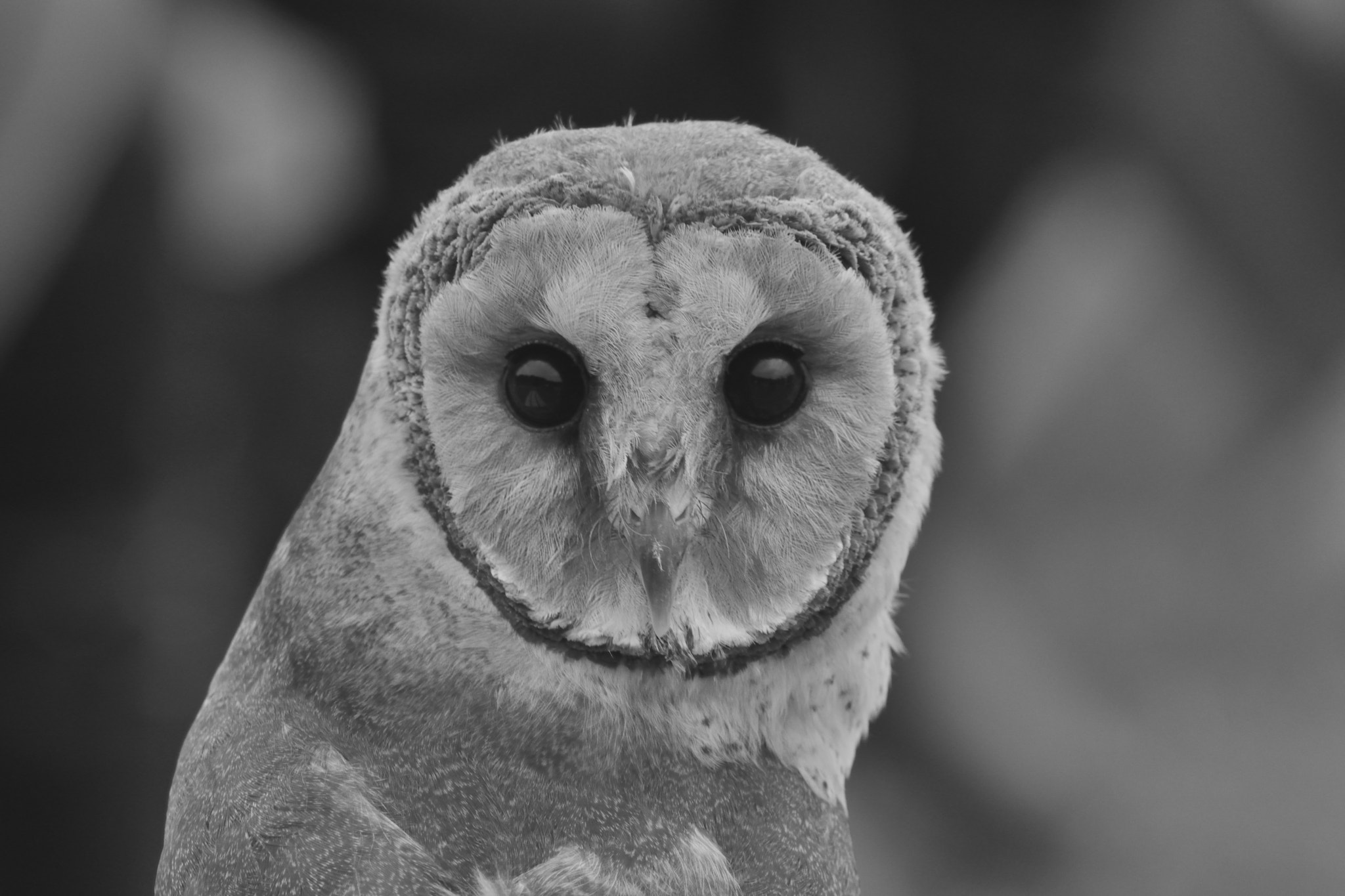 Nikon D3300 + Sigma 150-600mm F5-6.3 DG OS HSM | C sample photo. Ashy-faced owl photography