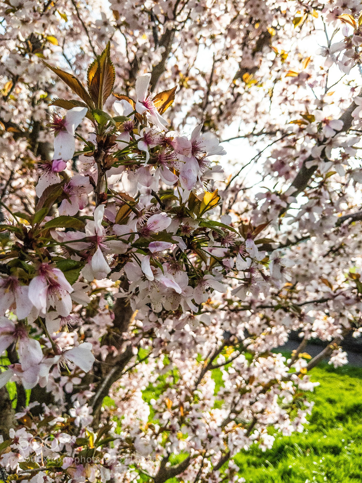 Google Pixel 2 XL sample photo. Blossom tree photography