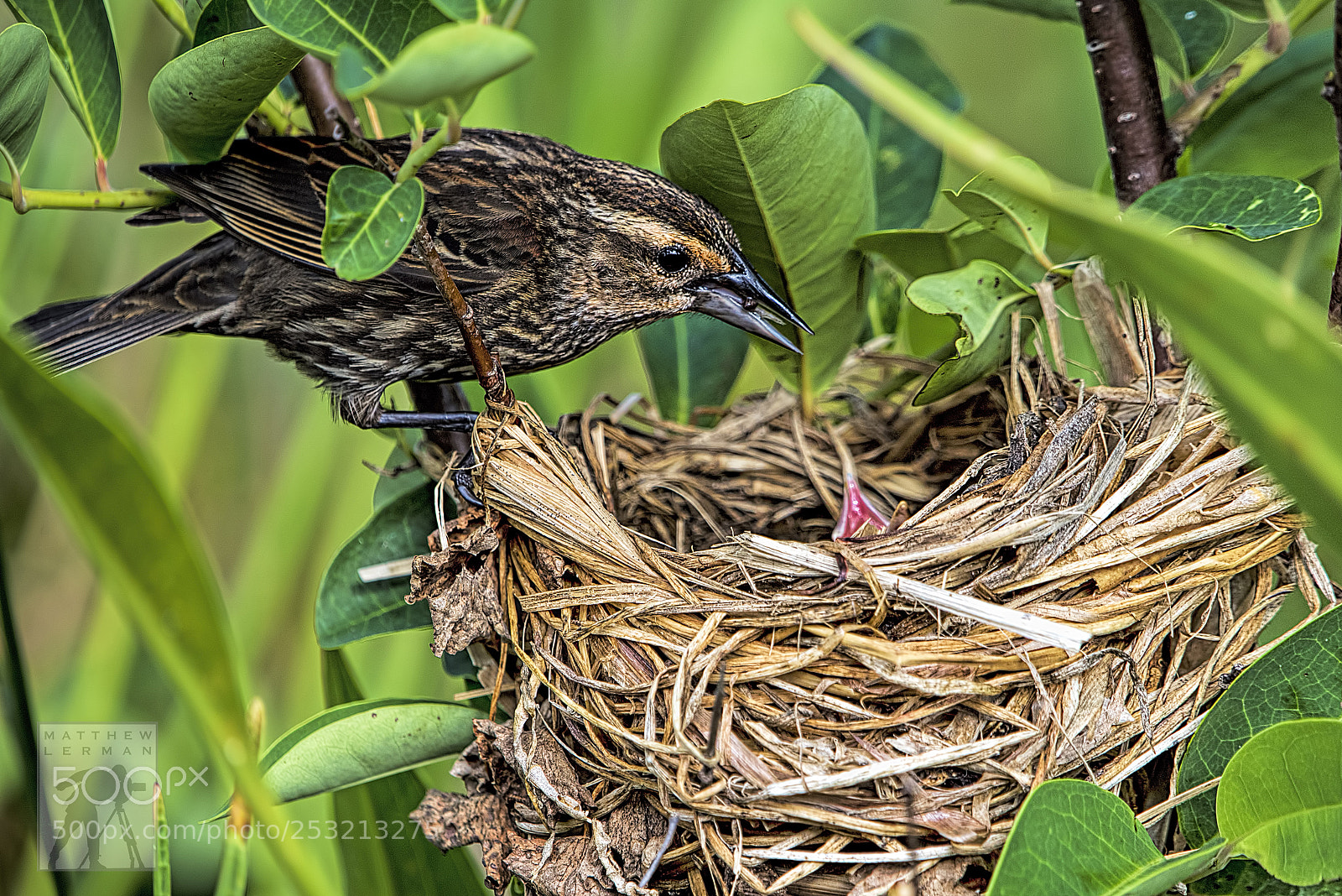 Nikon D810 sample photo. Little chick 1774 photography