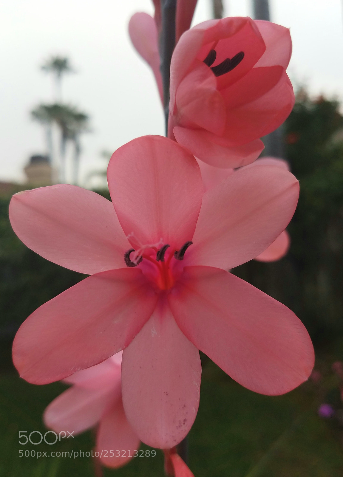 Samsung Galaxy S7 sample photo. Natures pink beauty photography