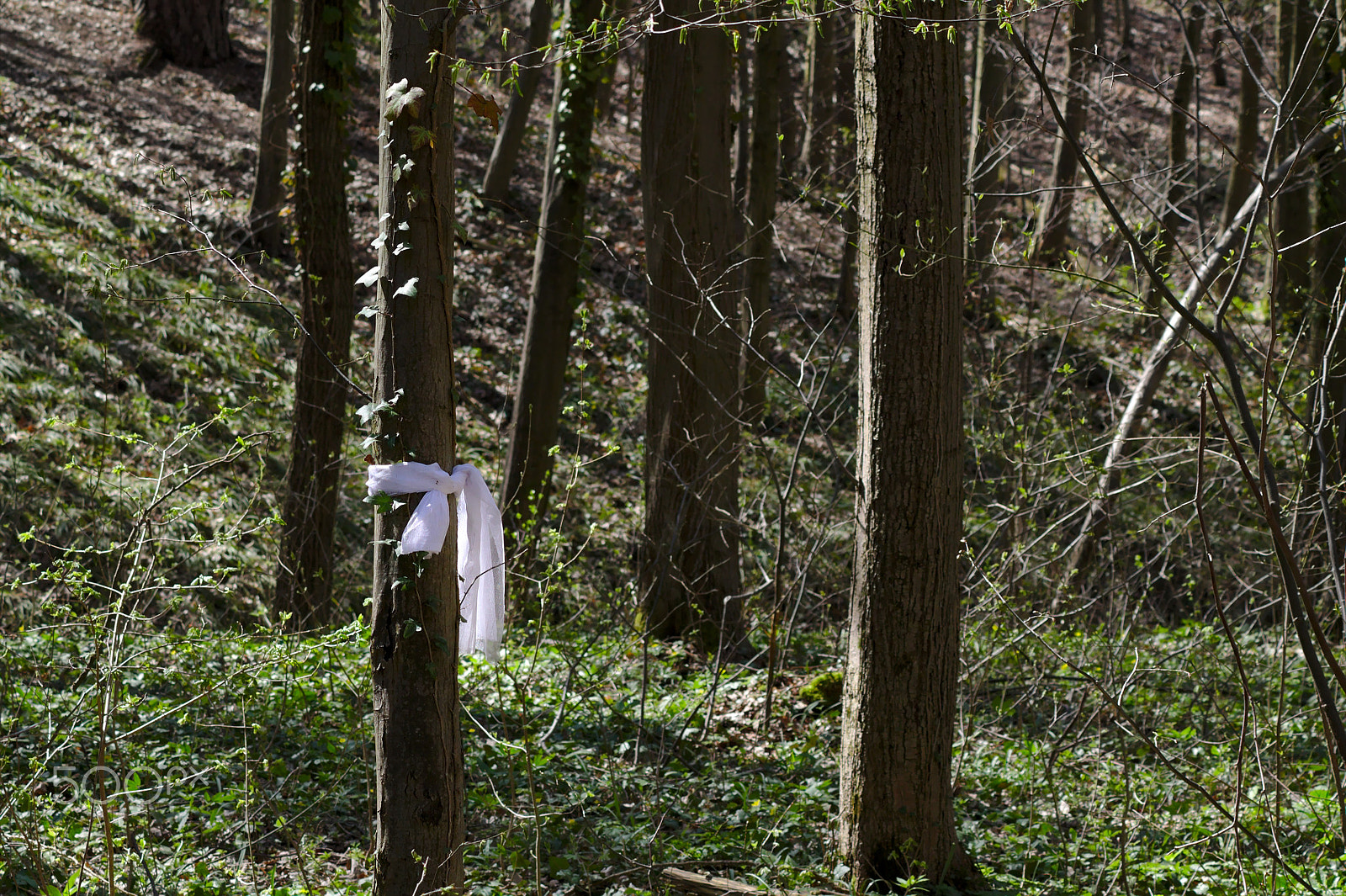 Canon EOS 1100D (EOS Rebel T3 / EOS Kiss X50) sample photo. Forest photography