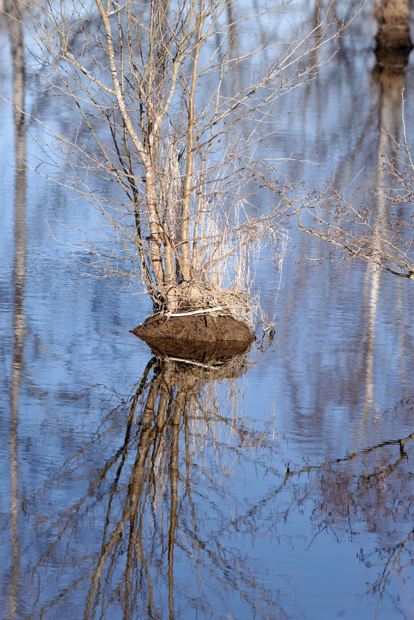 Nikon D600 sample photo. Tree photography