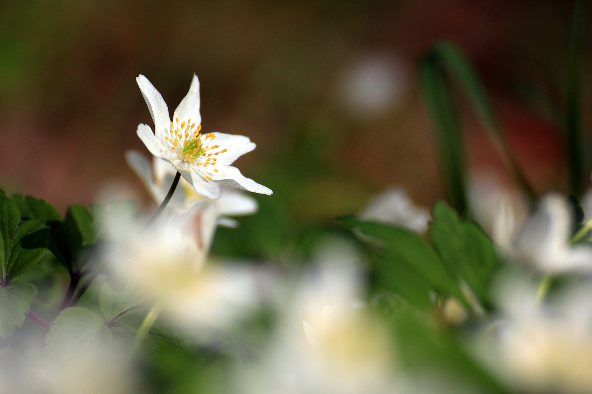 Canon EOS 550D (EOS Rebel T2i / EOS Kiss X4) sample photo. .. photography