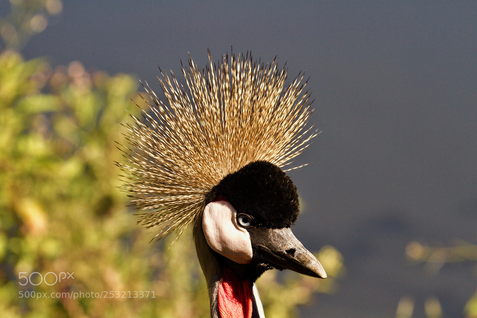 Canon EOS 7D sample photo. Crested crane photography
