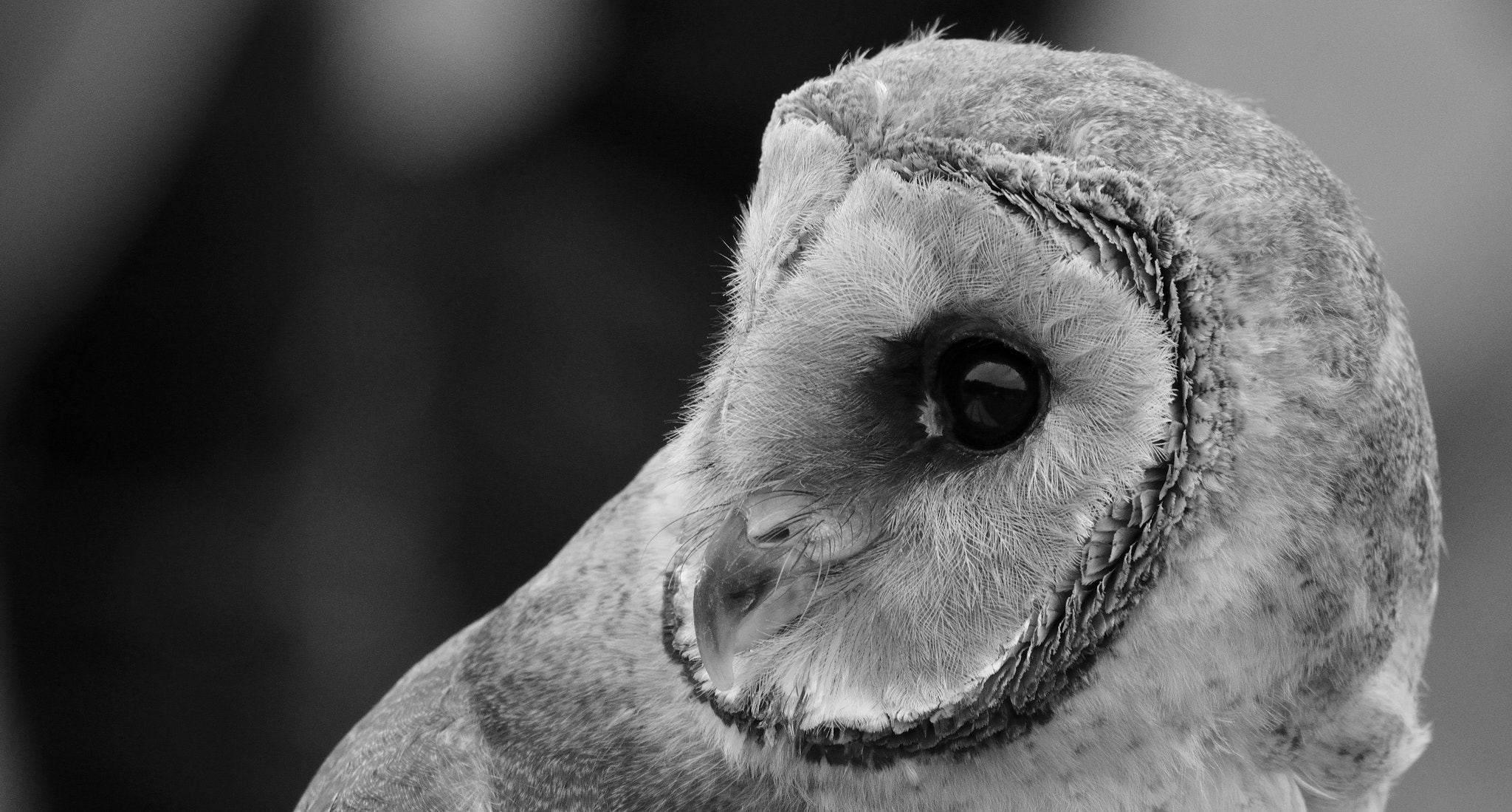 Sigma 150-600mm F5-6.3 DG OS HSM | C sample photo. Ashy-faced owl photography