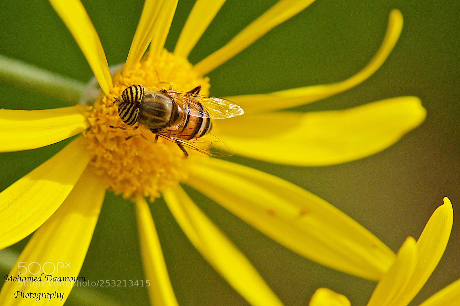 Nikon D300 sample photo. Spring photography