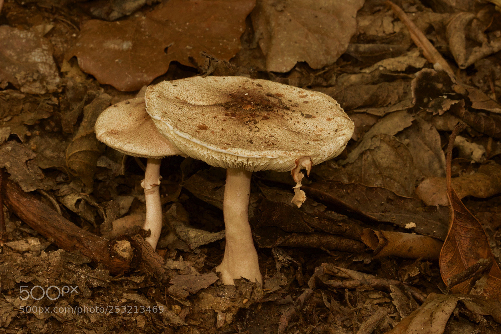 Canon EOS 7D sample photo. Toadstools photography