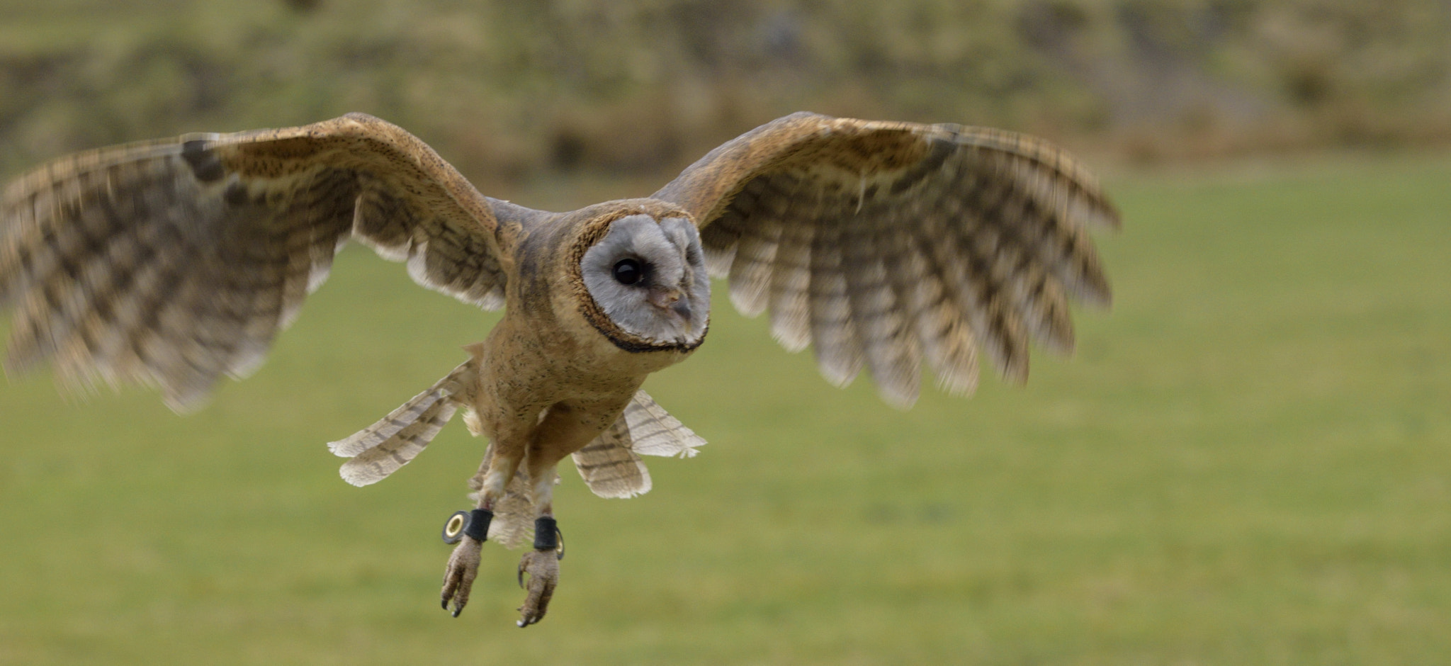 Nikon D3300 + Sigma 150-600mm F5-6.3 DG OS HSM | C sample photo. Ashy-faced owl in flight photography