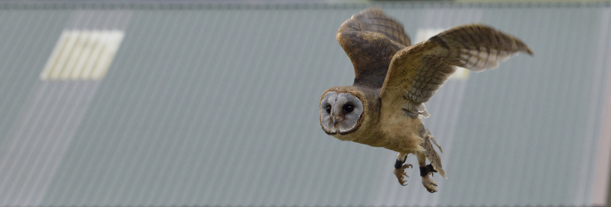 Nikon D3300 + Sigma 150-600mm F5-6.3 DG OS HSM | C sample photo. Ashy-faced owl in flight photography