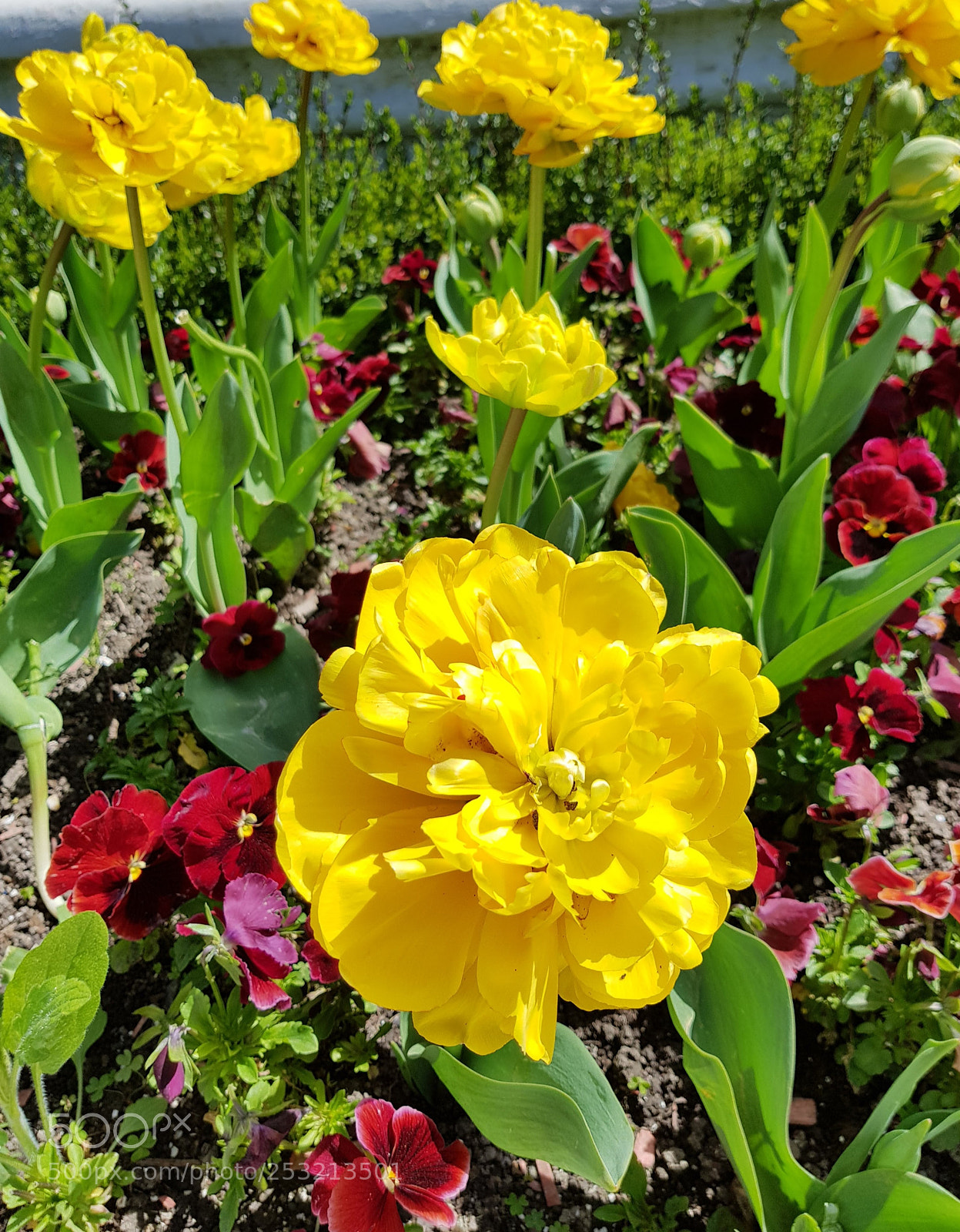 Samsung Galaxy S8 sample photo. Yellow tulips photography
