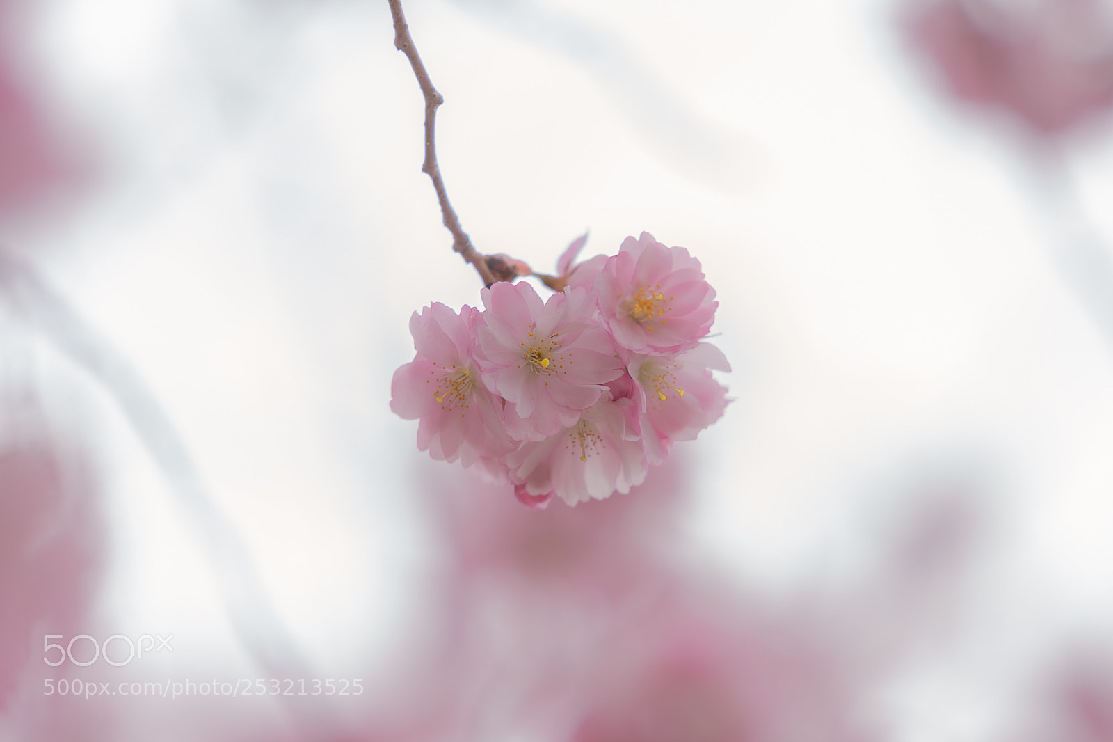 Sony a6500 sample photo. Springtime photography