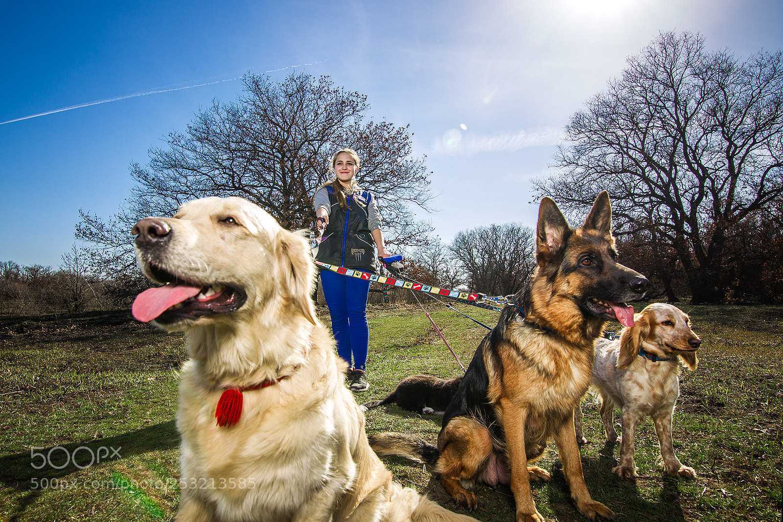 Canon EOS-1D Mark IV sample photo. Anastasia and dogs photography