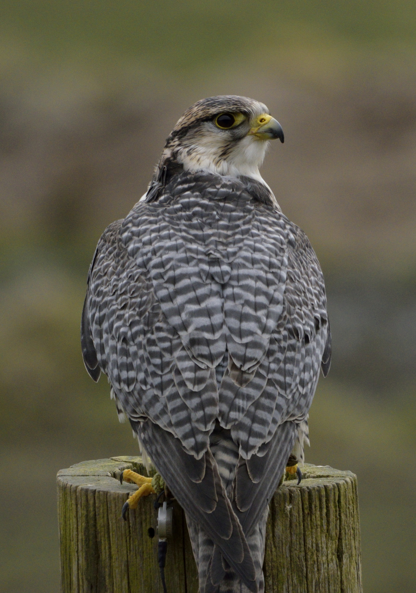 Sigma 150-600mm F5-6.3 DG OS HSM | C sample photo. Hybrid falcon photography