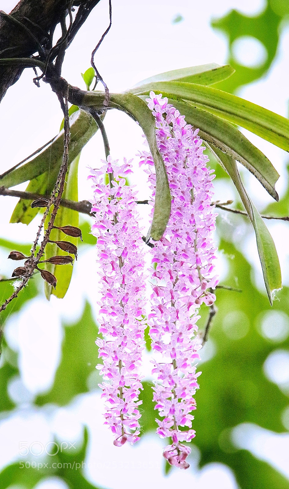 Canon EOS 760D (EOS Rebel T6s / EOS 8000D) sample photo. Foxtail orchid - kopou photography