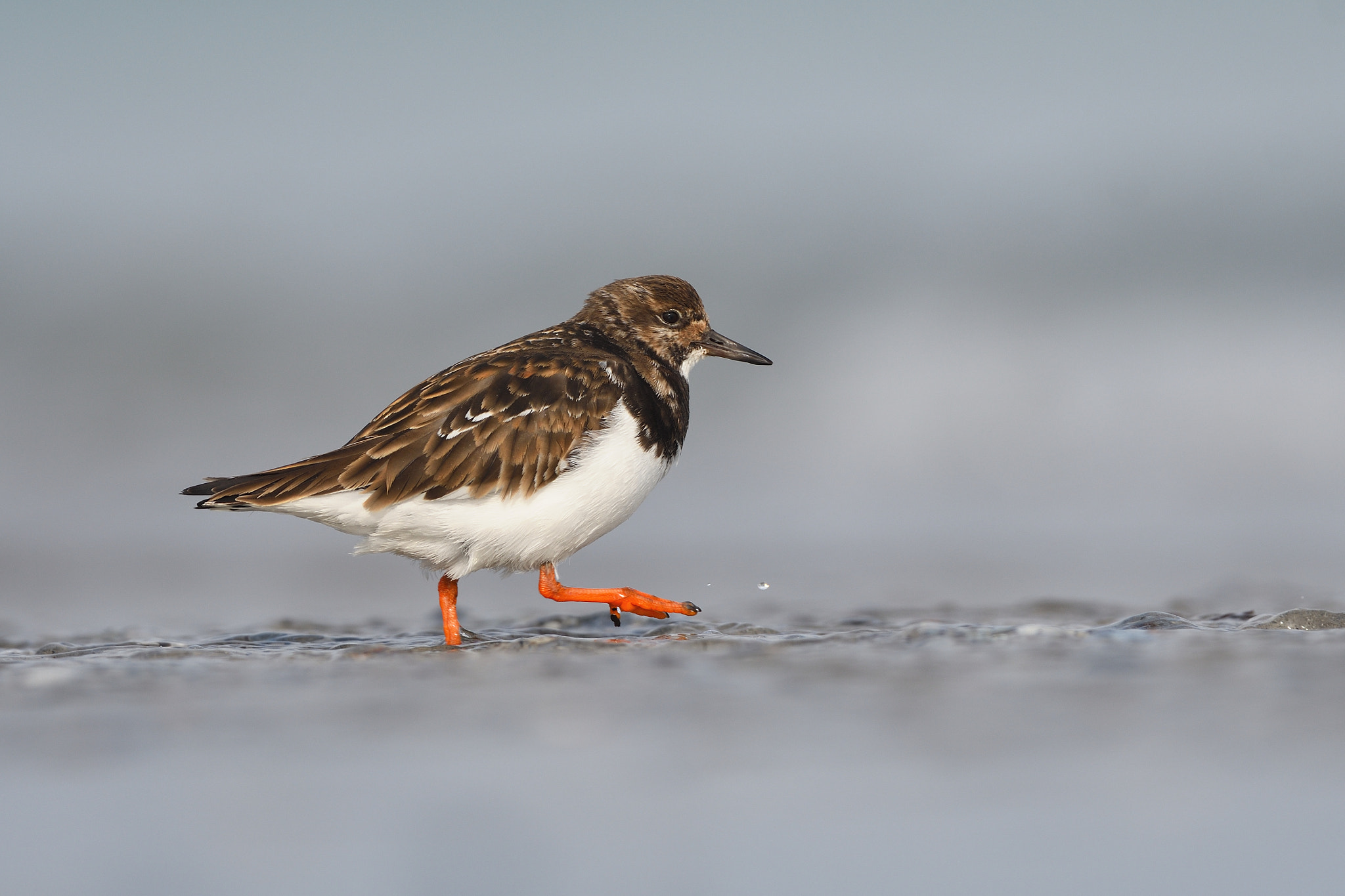 Nikon AF-S Nikkor 500mm F4G ED VR sample photo. Ruddy turnstone photography