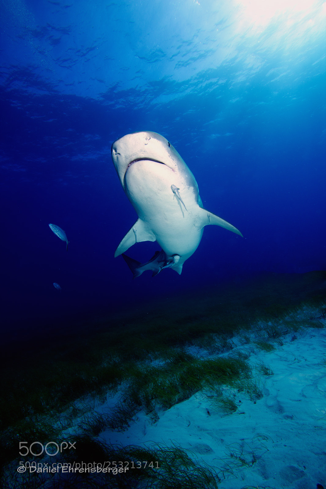 Canon EOS 550D (EOS Rebel T2i / EOS Kiss X4) sample photo. Posing tiger shark lady photography