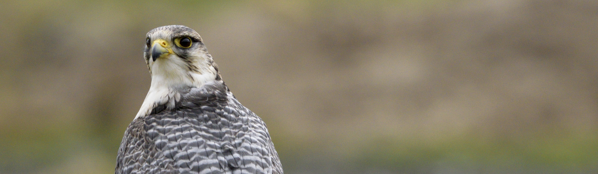 Sigma 150-600mm F5-6.3 DG OS HSM | C sample photo. Hybrid falcon photography