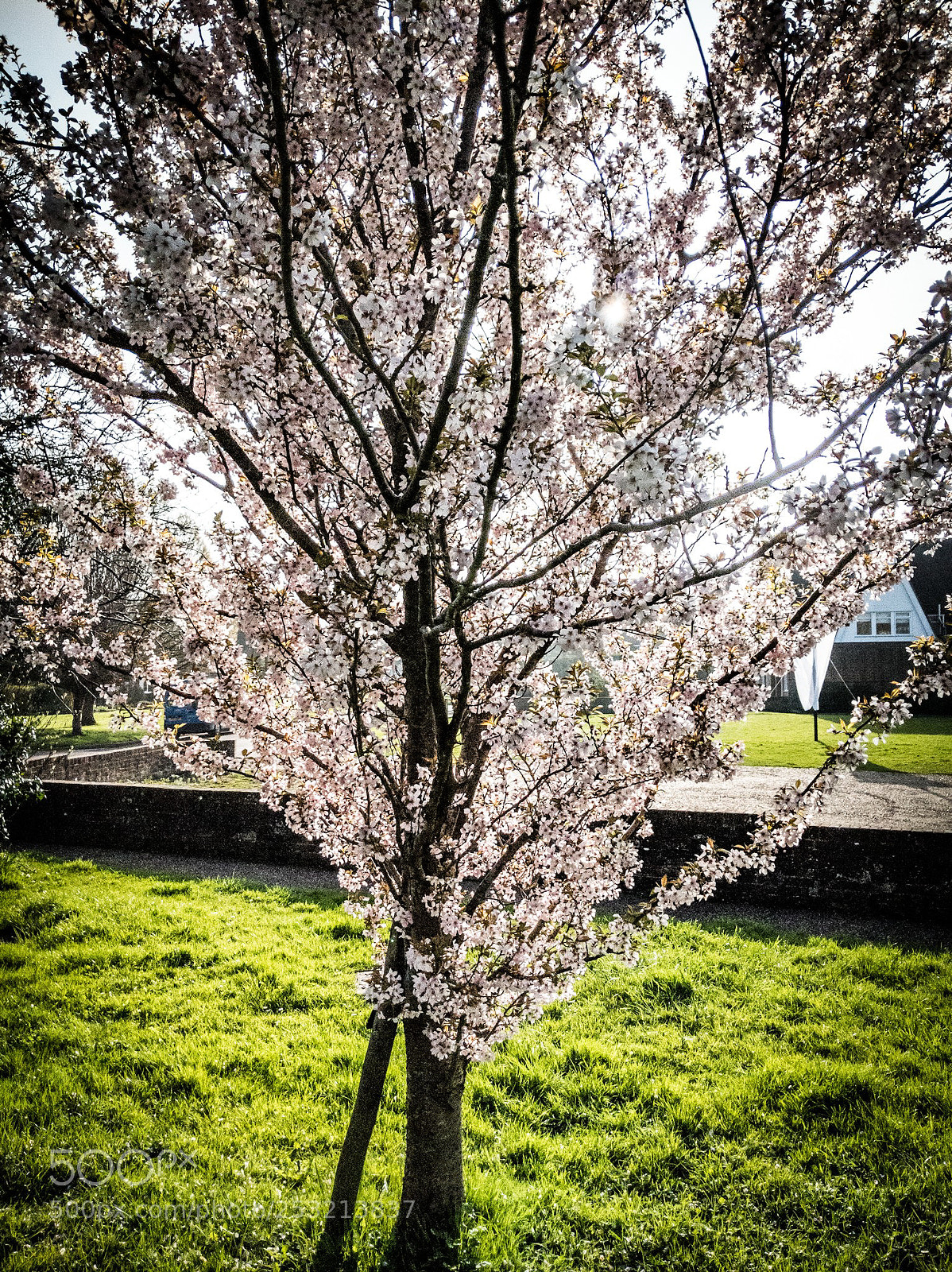 Google Pixel 2 XL sample photo. Blossom tree 2 photography