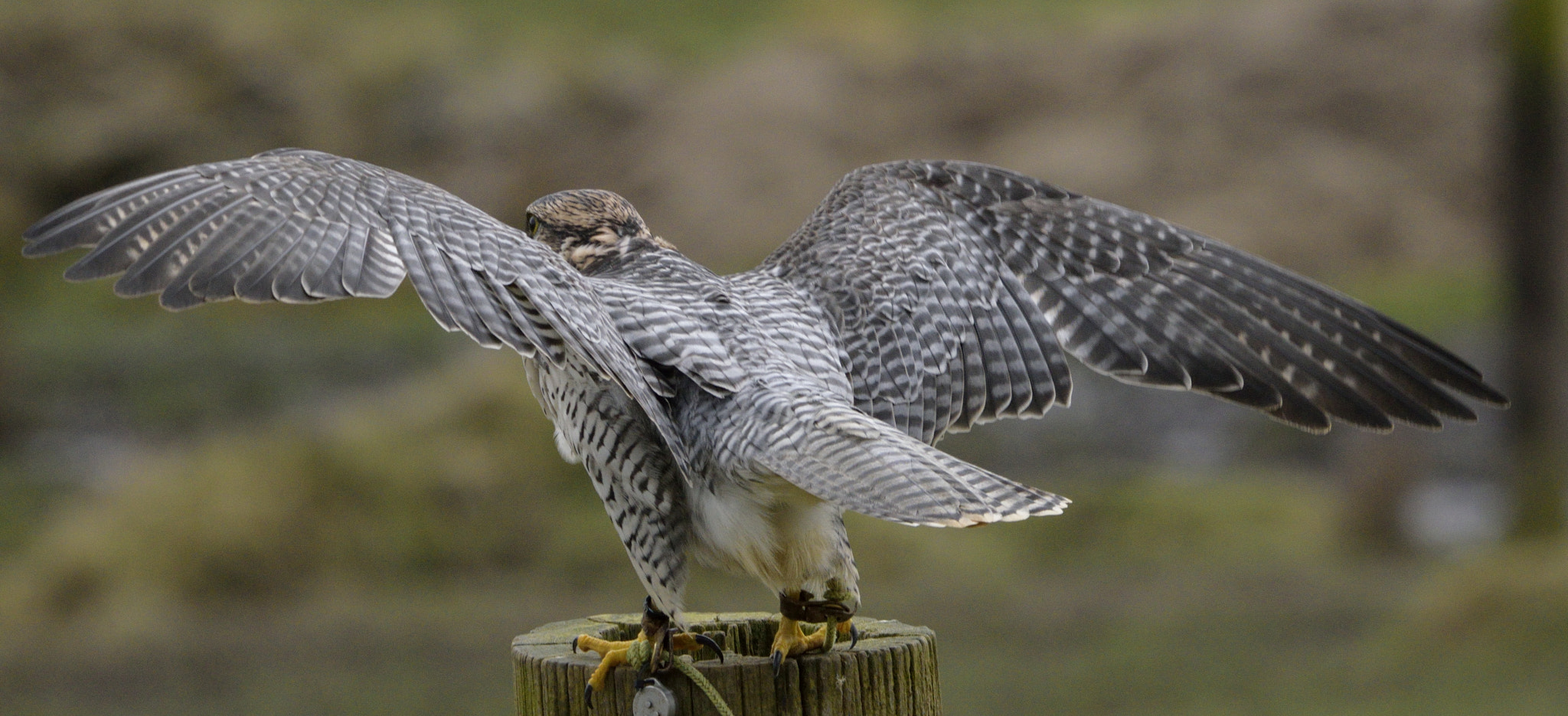 Sigma 150-600mm F5-6.3 DG OS HSM | C sample photo. Hybrid falcon photography