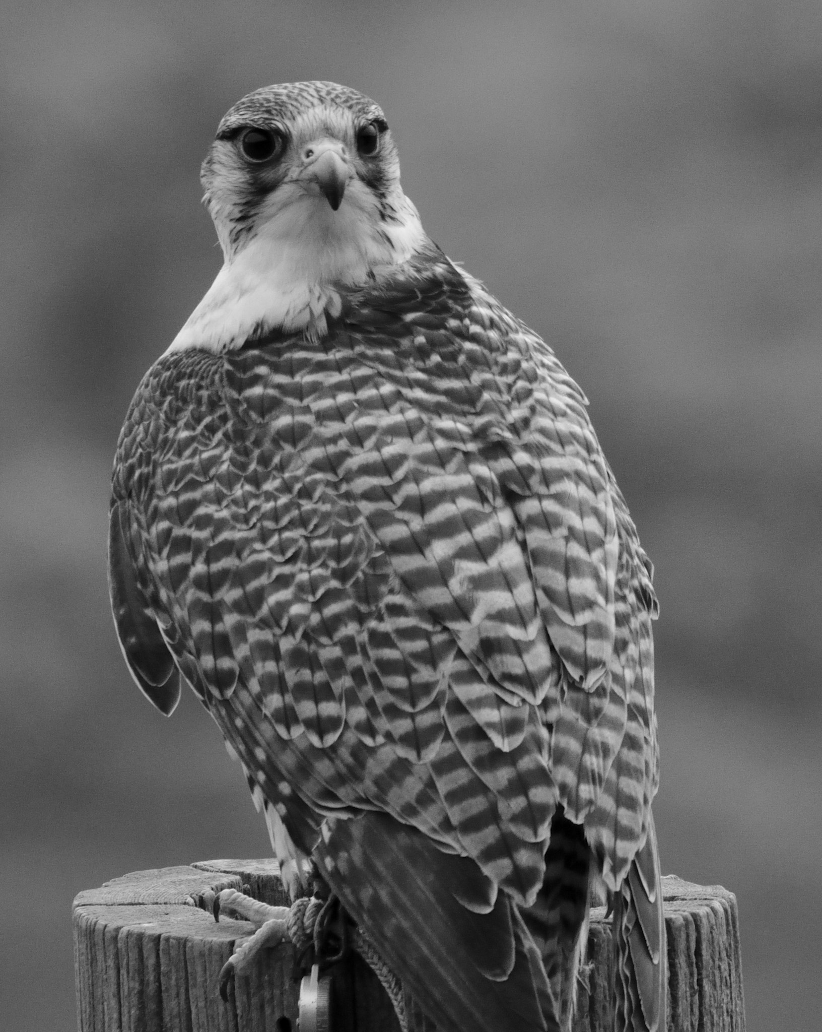 Sigma 150-600mm F5-6.3 DG OS HSM | C sample photo. Hybrid falcon photography