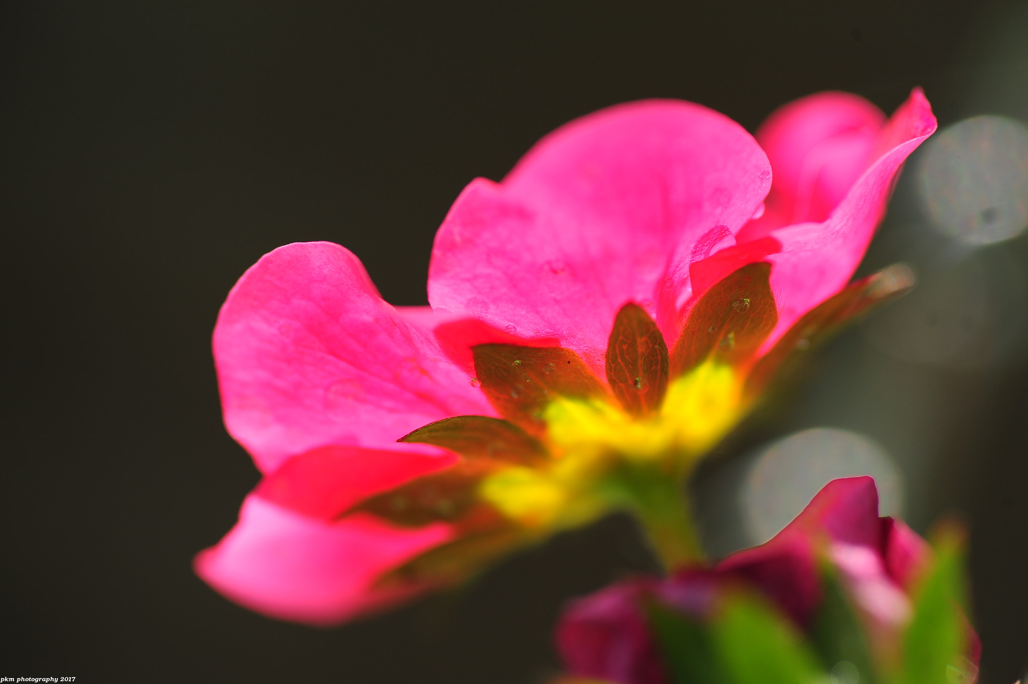 Nikon D700 sample photo. Strawberry 'toscana' photography
