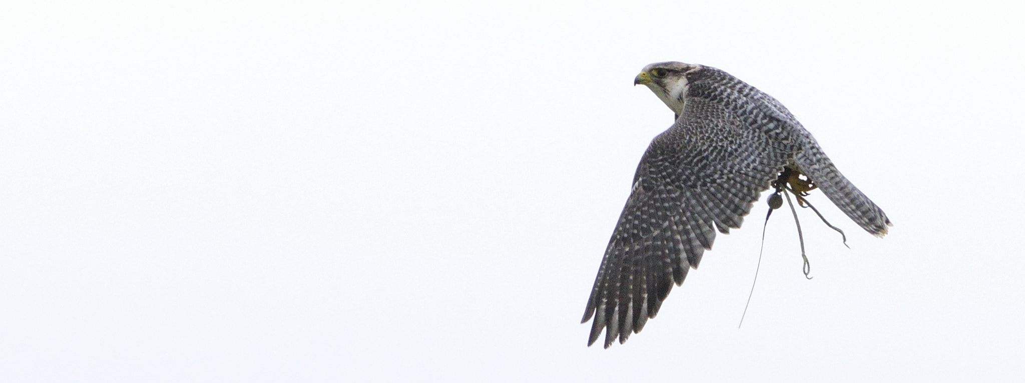 Sigma 150-600mm F5-6.3 DG OS HSM | C sample photo. Hybrid falcon in flight photography