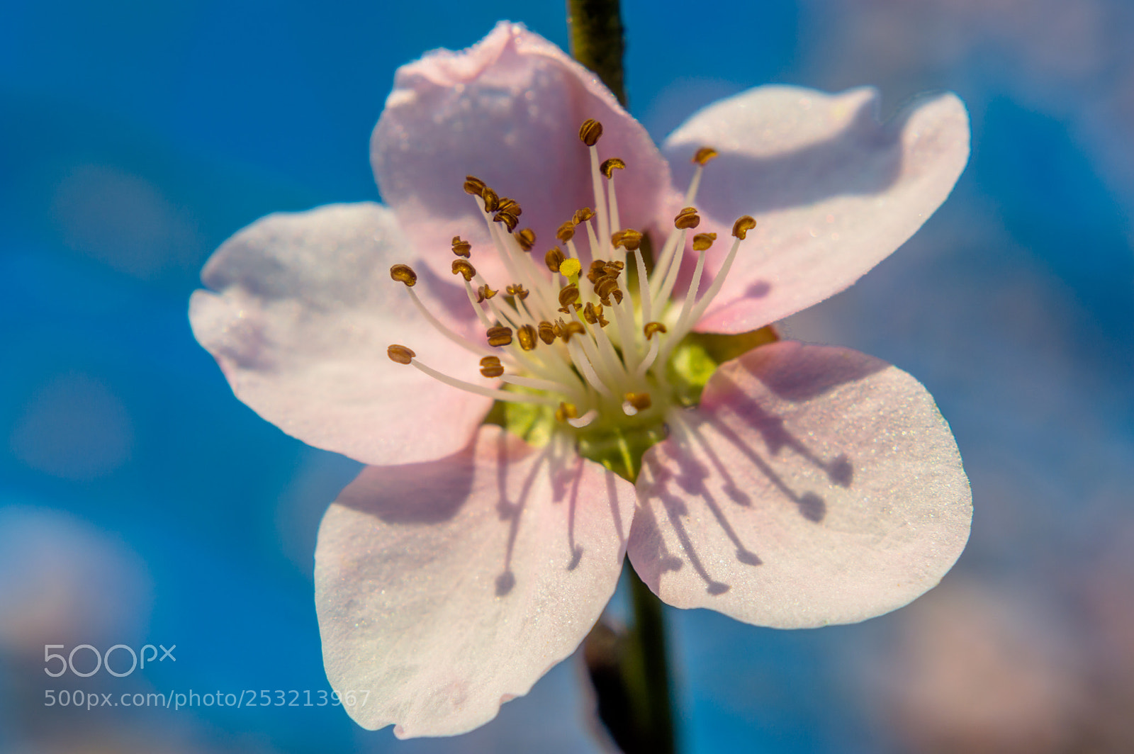 Nikon D3200 sample photo. Spring in pink photography