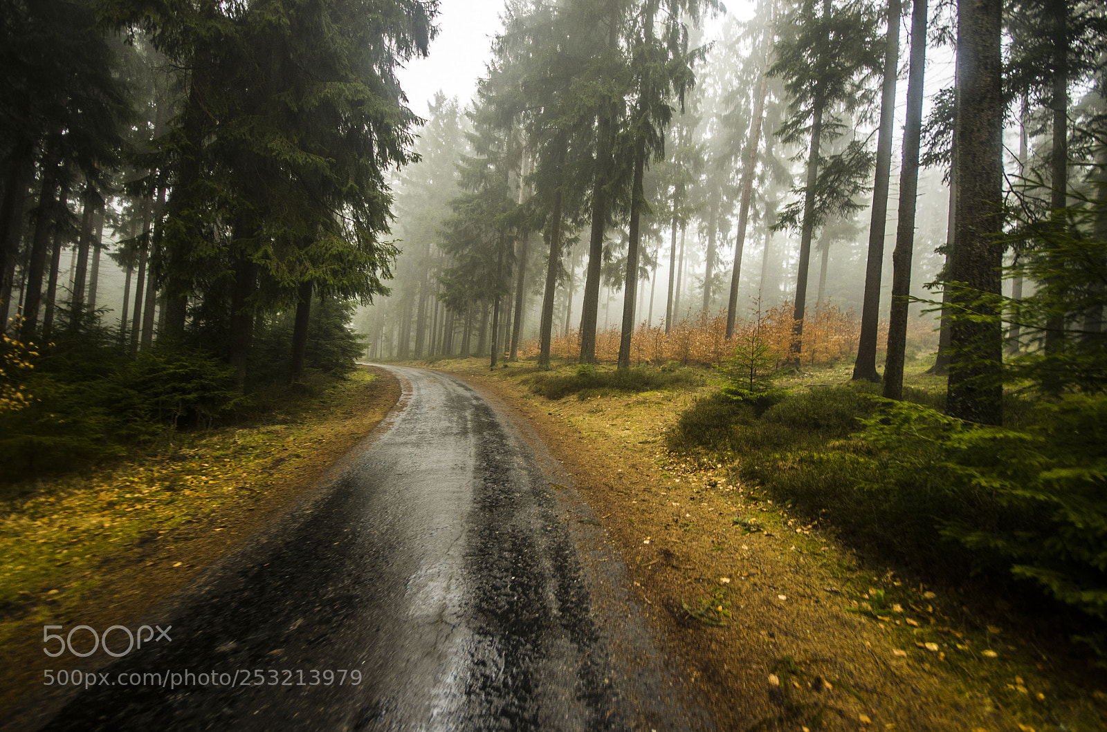 Pentax K-5 sample photo. Foggy lipno photography