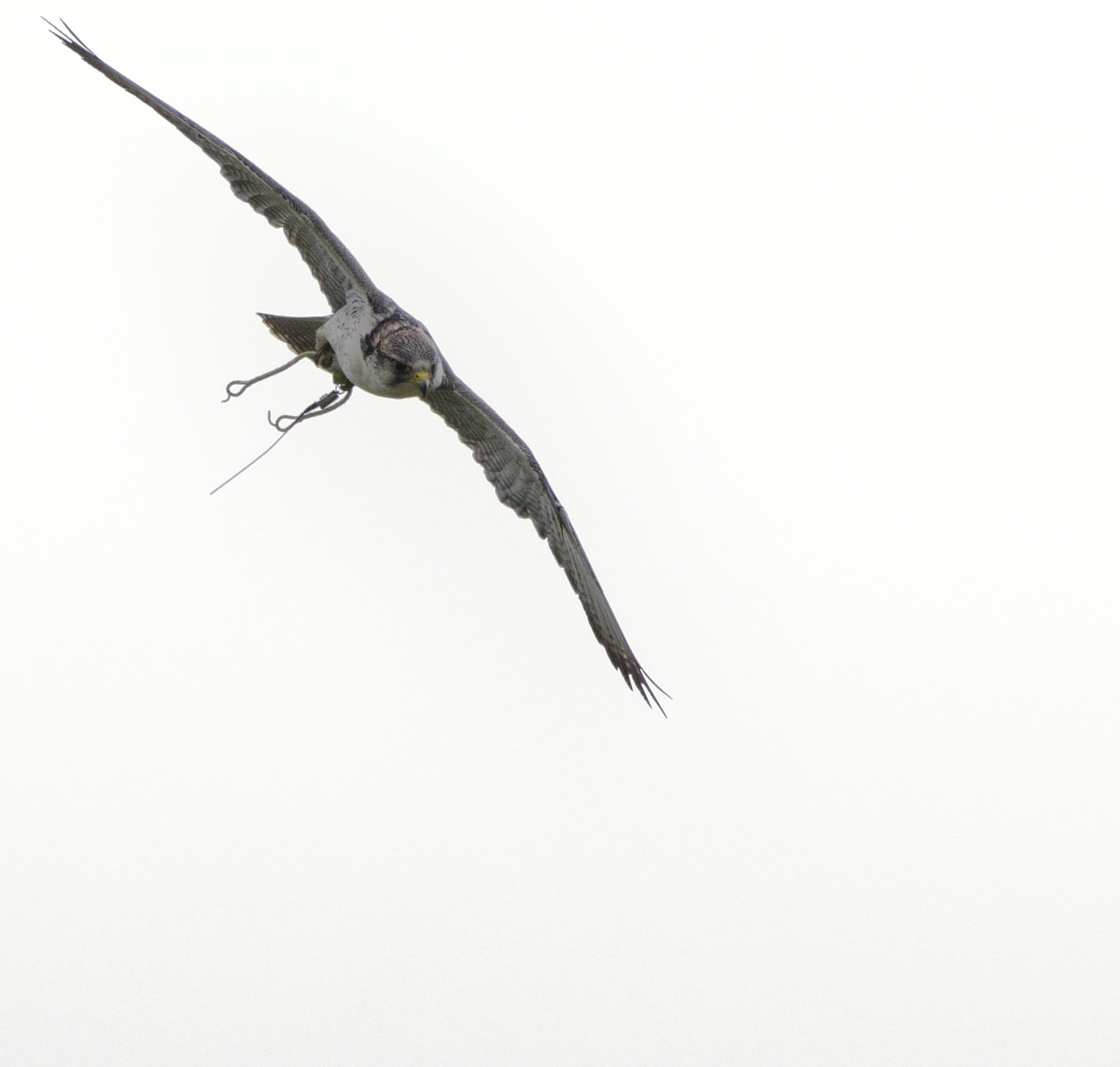 Nikon D3300 + Sigma 150-600mm F5-6.3 DG OS HSM | C sample photo. Hybrid falcon in flight photography