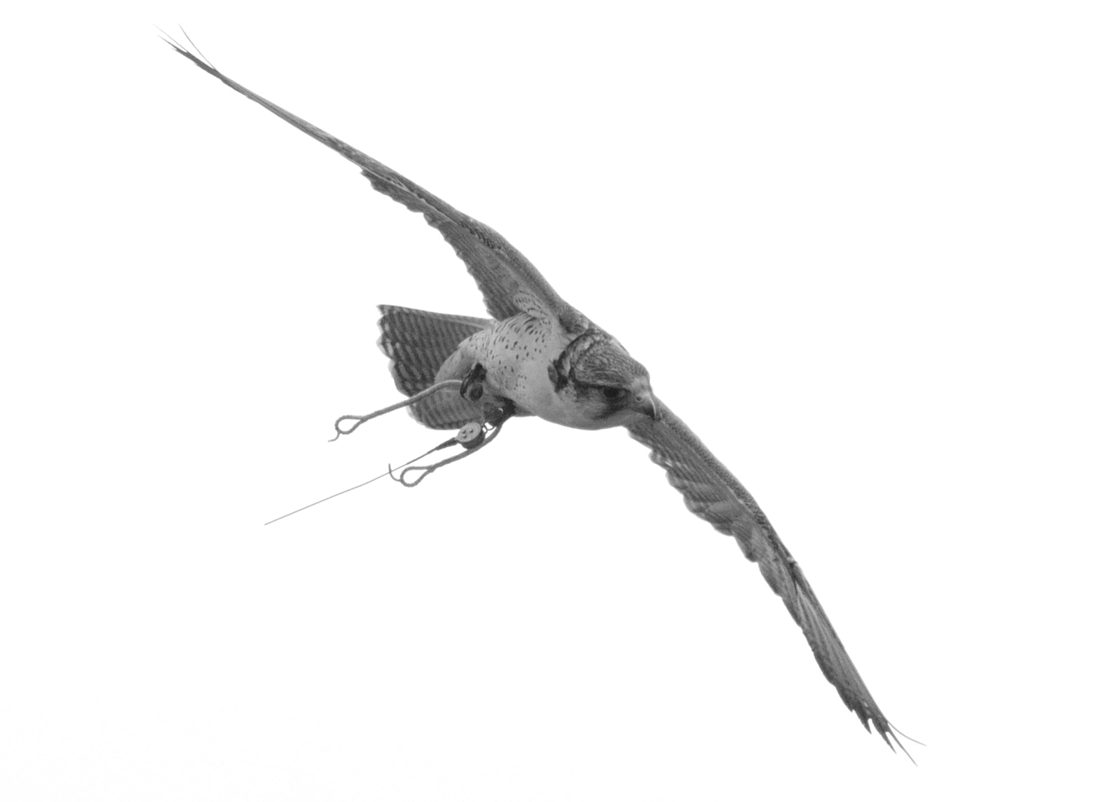 Sigma 150-600mm F5-6.3 DG OS HSM | C sample photo. Hybrid falcon in flight photography