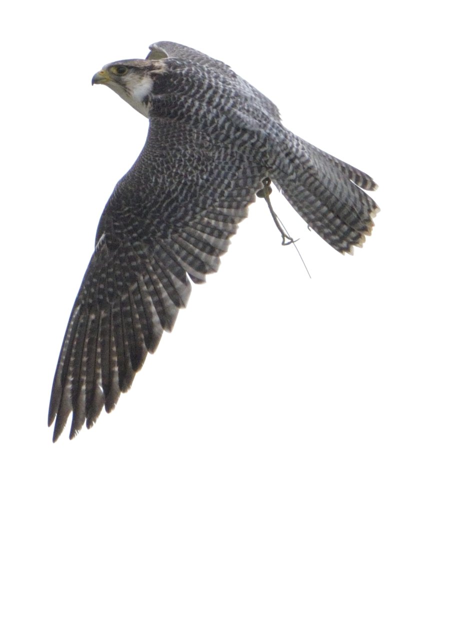 Nikon D3300 + Sigma 150-600mm F5-6.3 DG OS HSM | C sample photo. Hybrid falcon in flight photography