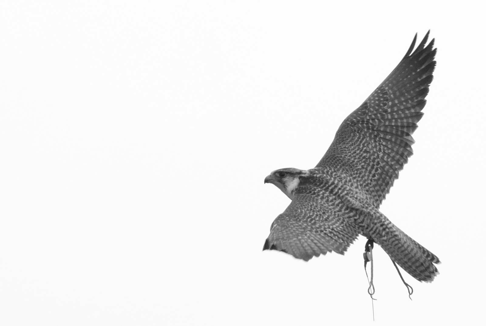 Sigma 150-600mm F5-6.3 DG OS HSM | C sample photo. Hybrid falcon in flight photography
