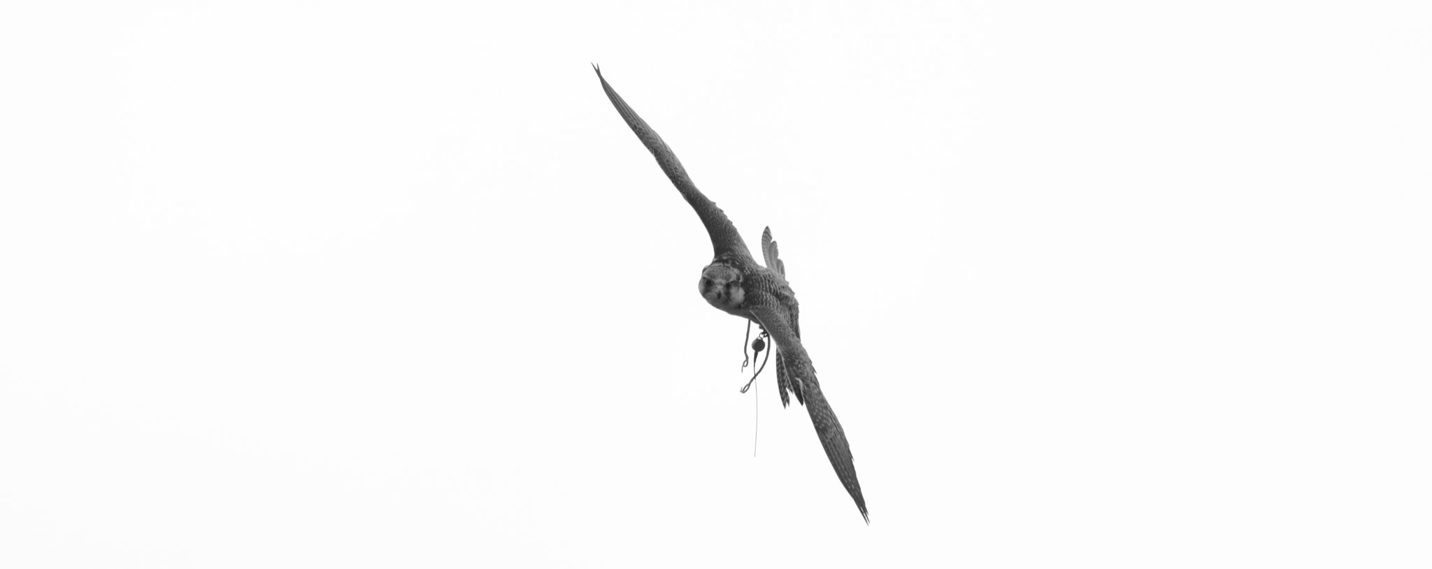 Sigma 150-600mm F5-6.3 DG OS HSM | C sample photo. Hybrid falcon in flight photography