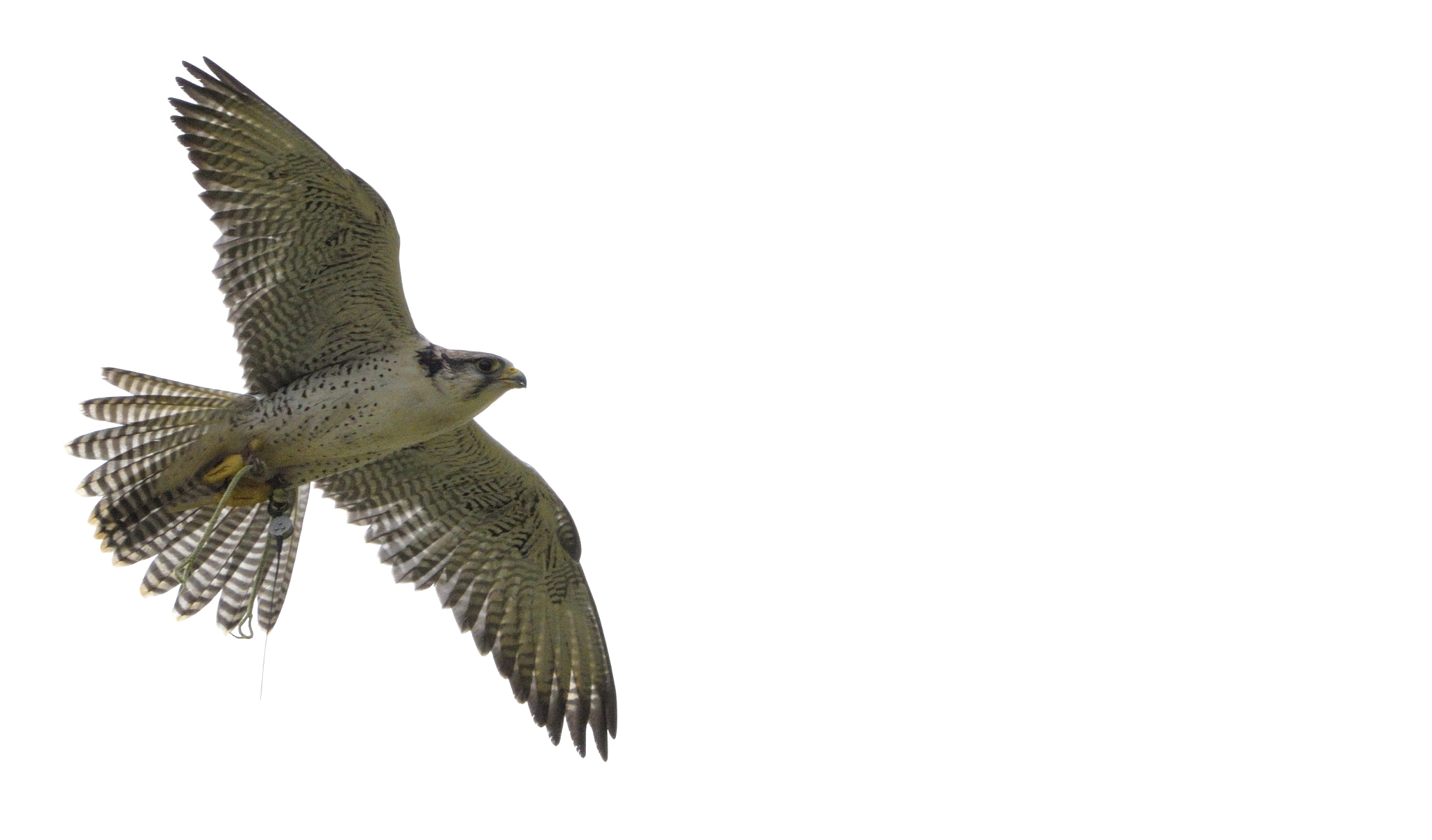 Sigma 150-600mm F5-6.3 DG OS HSM | C sample photo. Hybrid falcon in flight photography