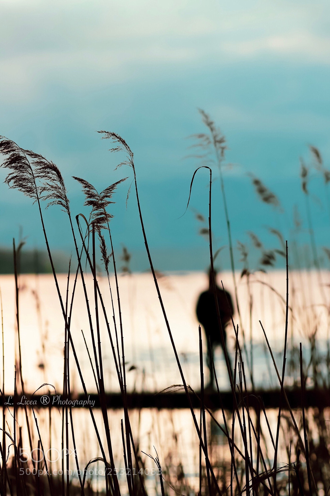 Canon EOS 6D Mark II sample photo. Alone 62 photography