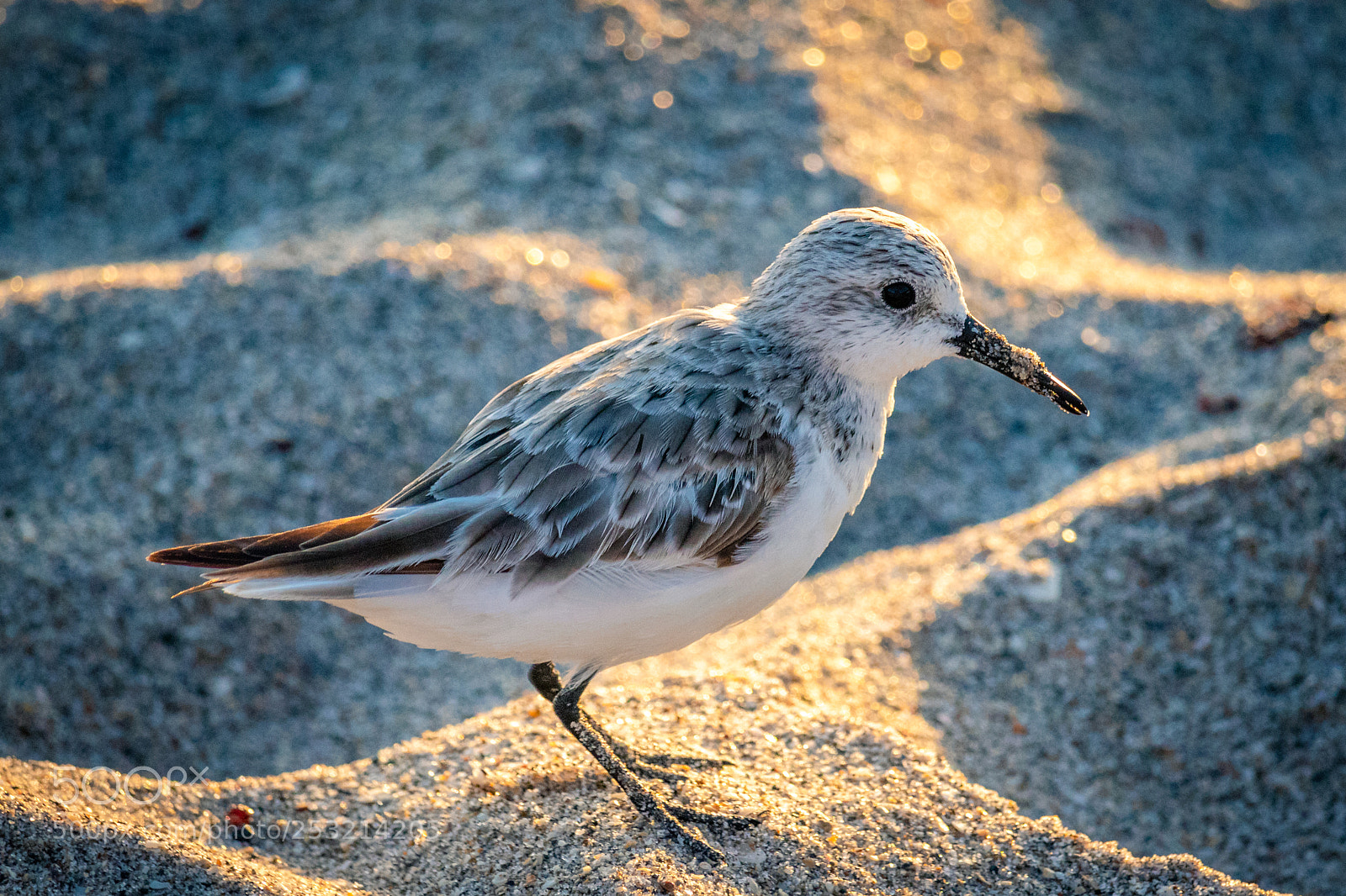 Canon EOS 80D sample photo. Baird's sandpiper photography