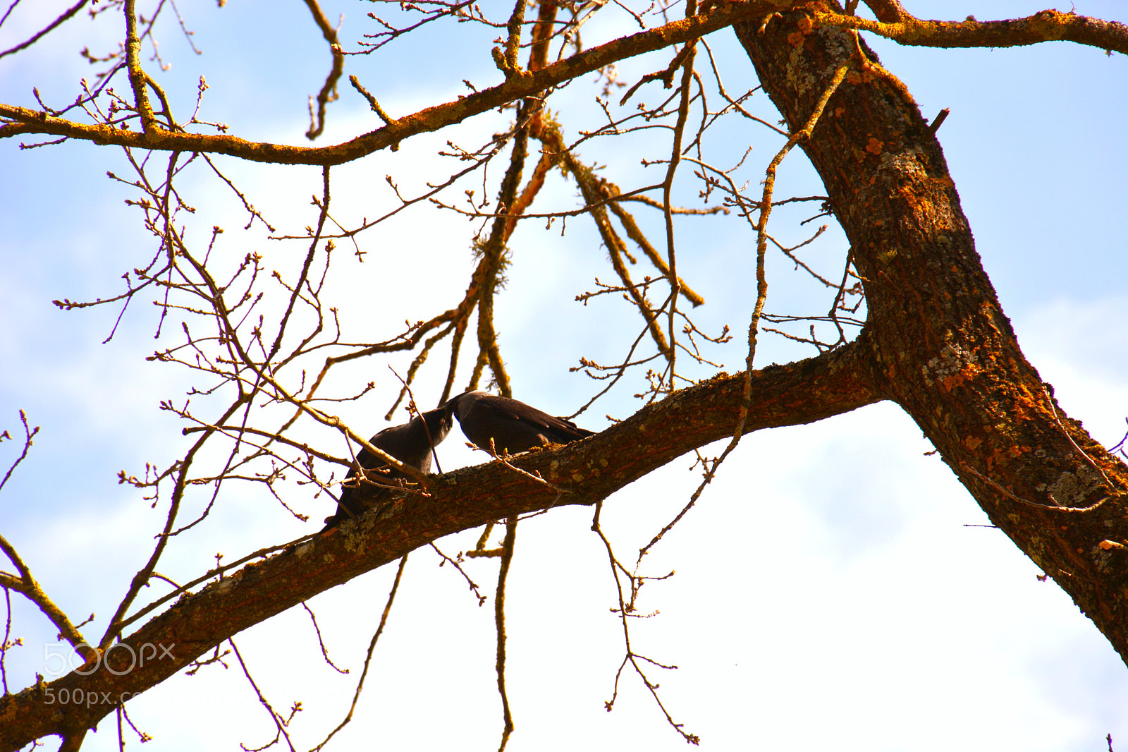 Nikon D5200 sample photo. Spring kiss... photography