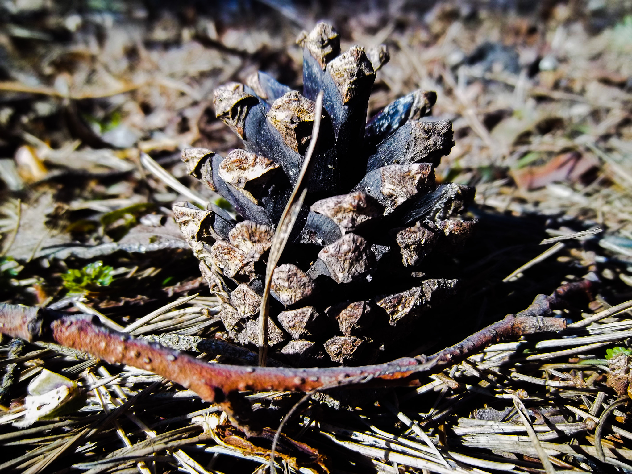 Kodak EASYSHARE M575 DIGITAL CAMERA sample photo. Tree cone photography