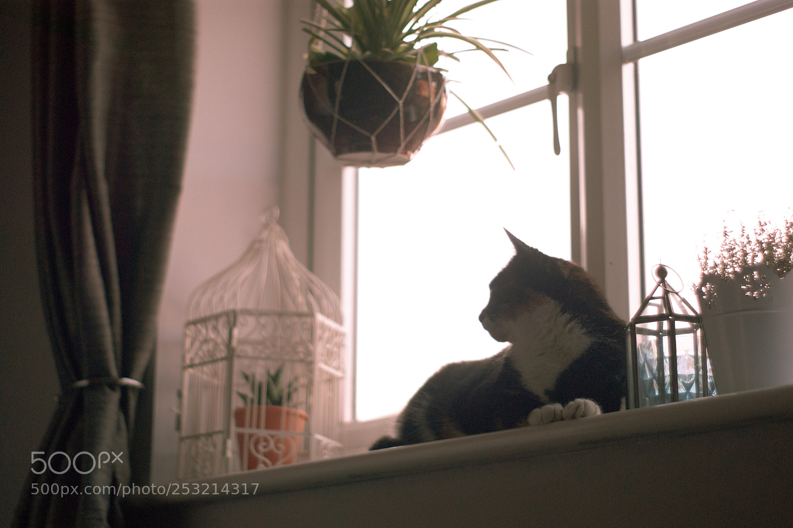 Sony Alpha DSLR-A290 sample photo. Ruby photography
