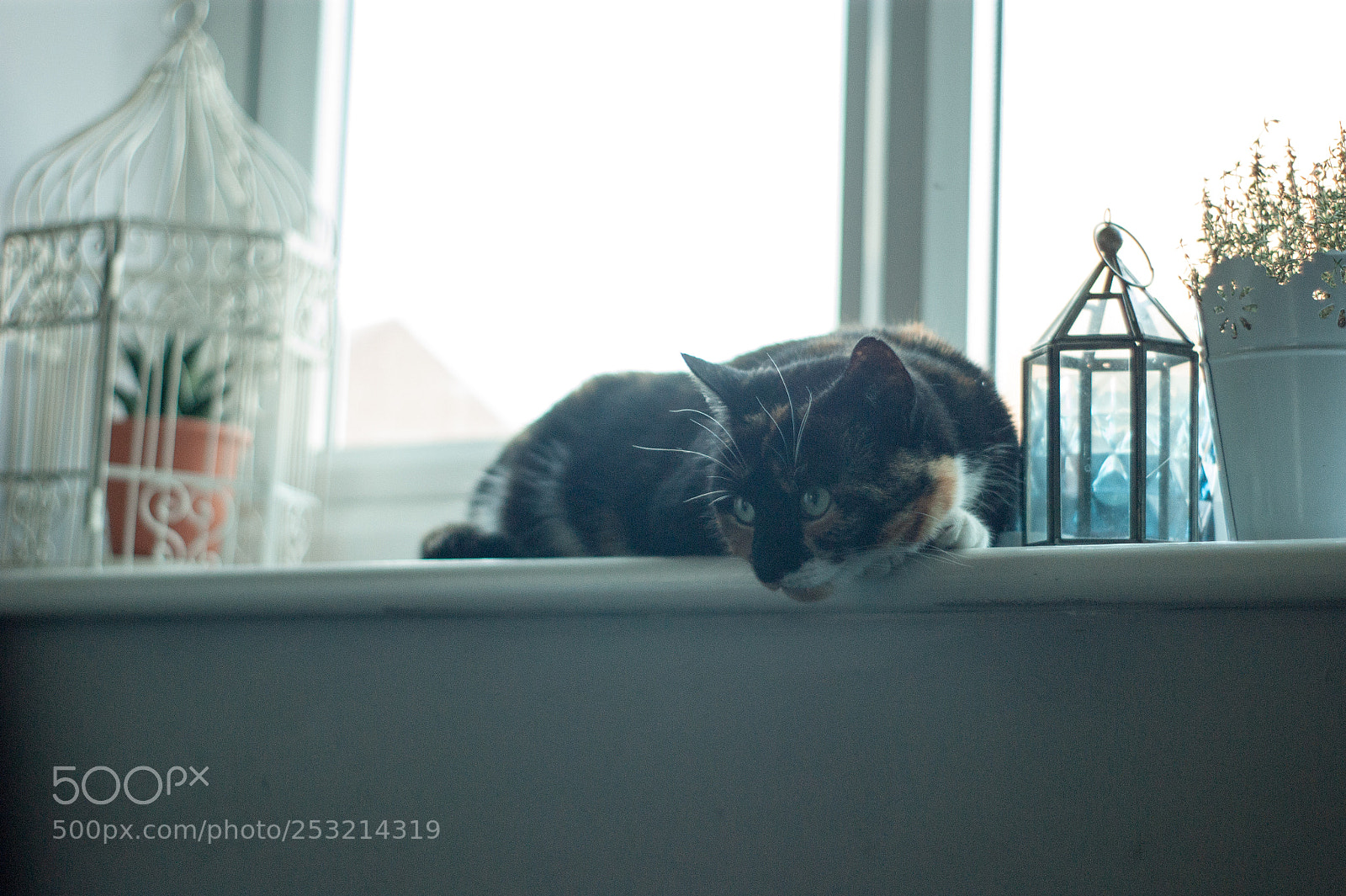 Sony Alpha DSLR-A290 sample photo. Ruby photography