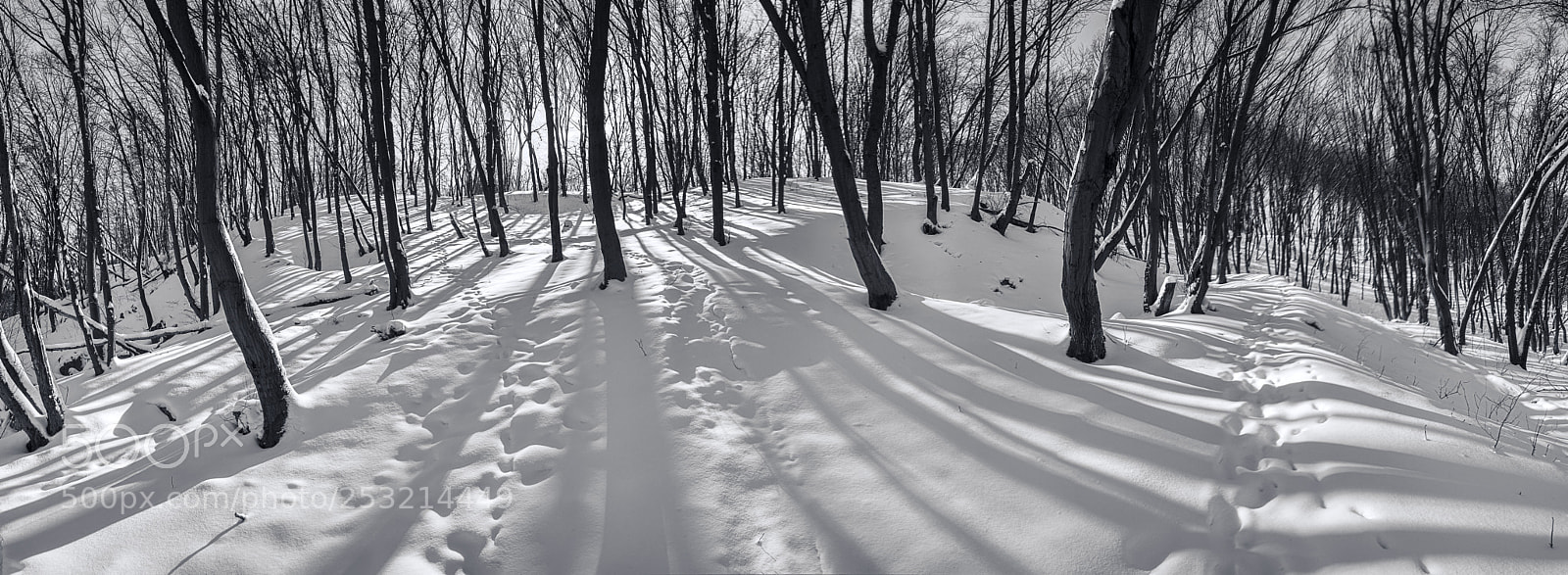 Nikon D800E sample photo. Morning shadows photography
