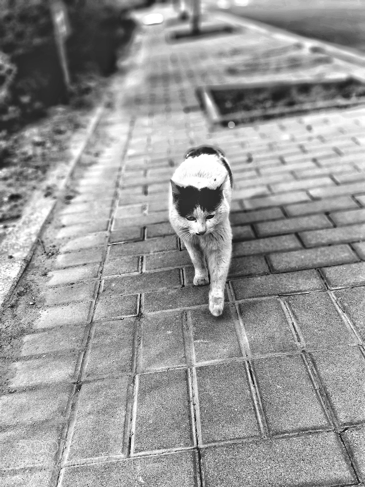 OnePlus 5 sample photo. Untitled photography
