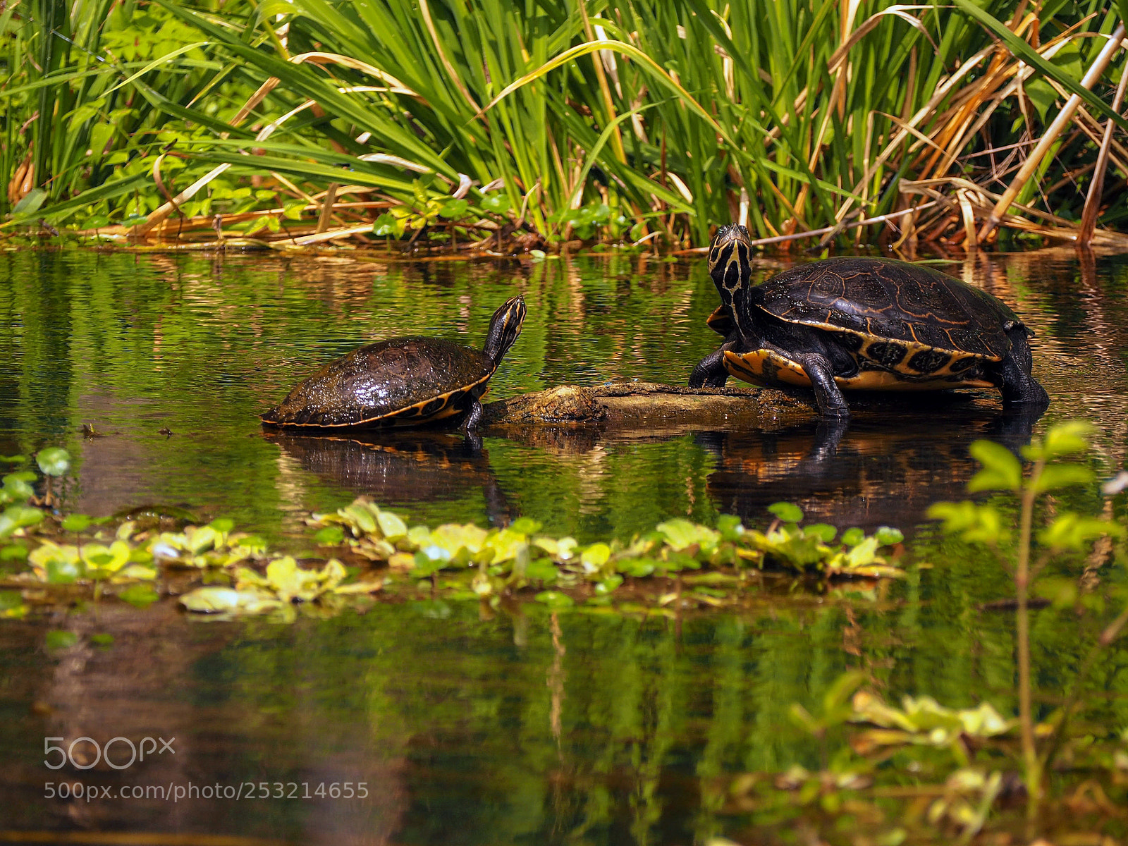 Olympus OM-D E-M5 II sample photo. Low turtle on the photography